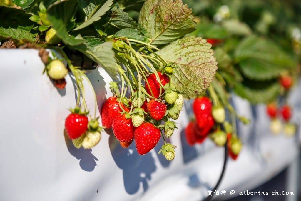 苗栗大湖採草莓．假期觀光草莓園（佔地一甲三地面/高架任你採，還有大型停車場）