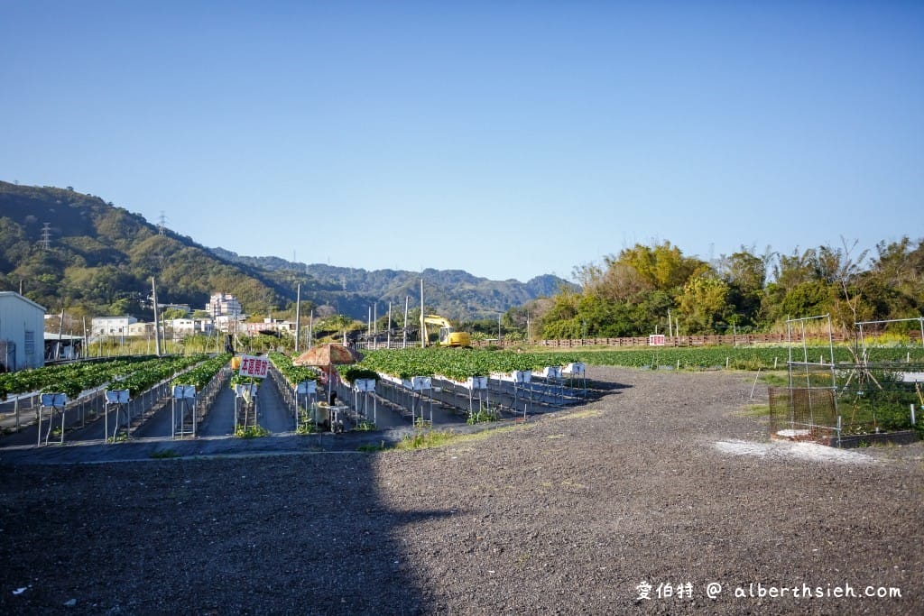 苗栗大湖採草莓．假期觀光草莓園（佔地一甲三地面/高架任你採，還有大型停車場）