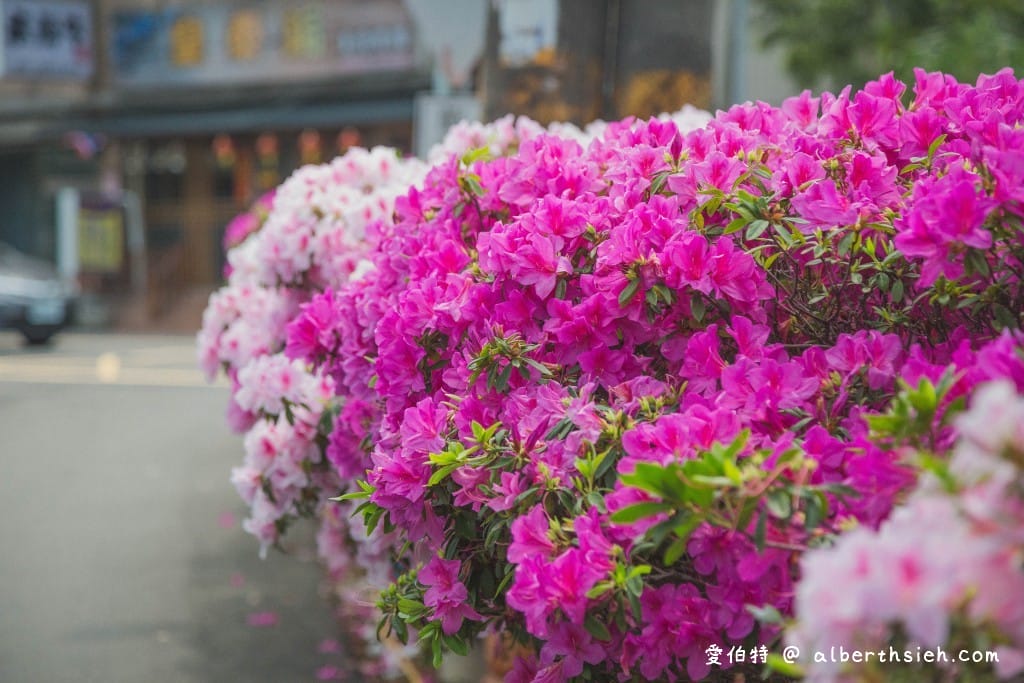 桃園中壢賞花．期間限定的美麗仁義里杜鵑花海瀑布