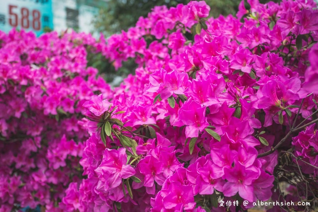 桃園中壢賞花．期間限定的美麗仁義里杜鵑花海瀑布