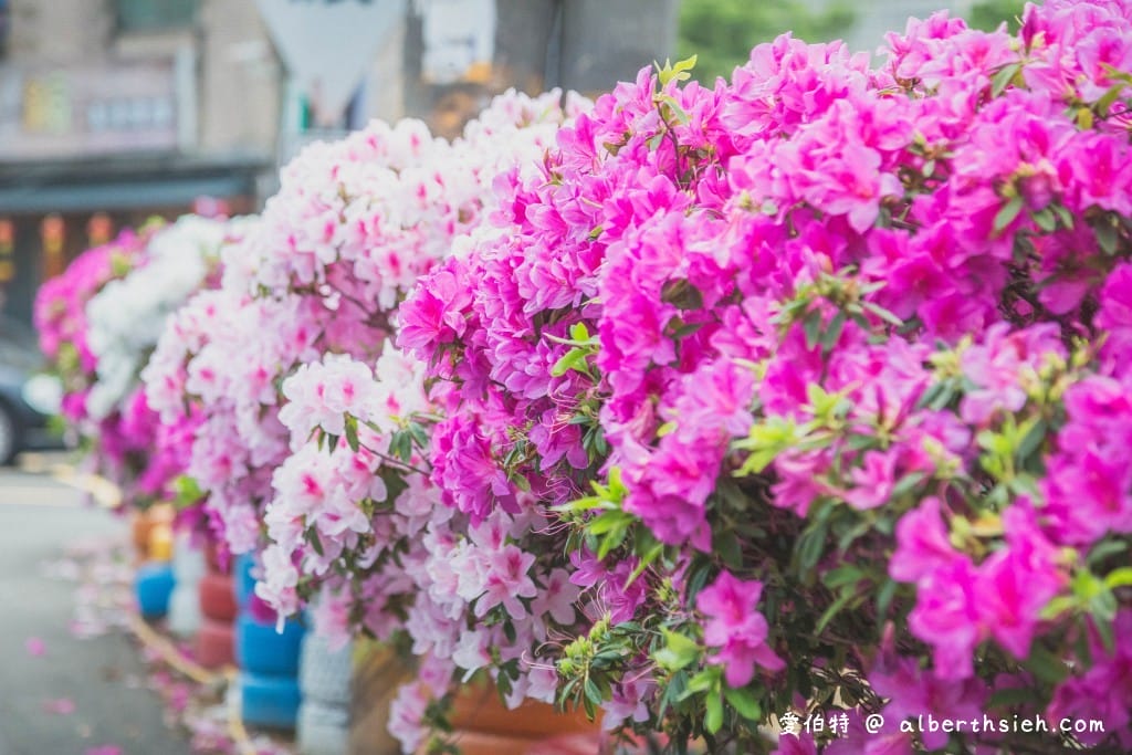 桃園中壢賞花．期間限定的美麗仁義里杜鵑花海瀑布