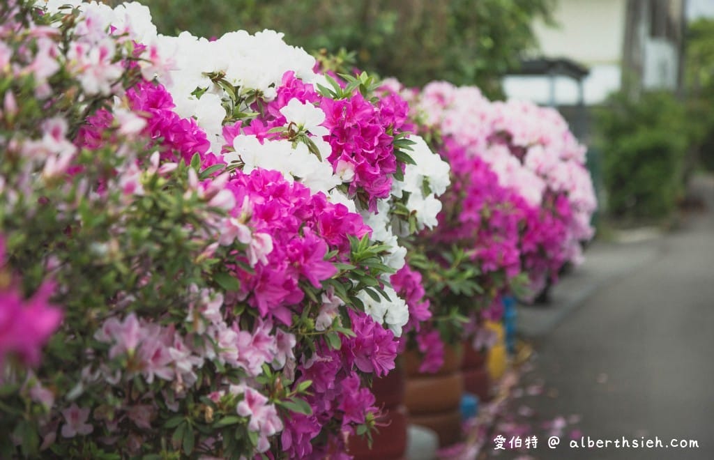 桃園中壢賞花．期間限定的美麗仁義里杜鵑花海瀑布