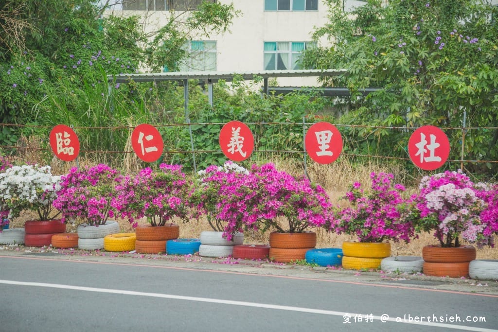 桃園中壢賞花．期間限定的美麗仁義里杜鵑花海瀑布