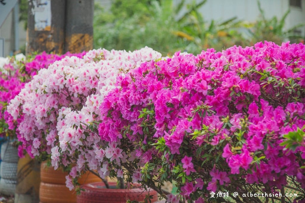 桃園中壢賞花．期間限定的美麗仁義里杜鵑花海瀑布