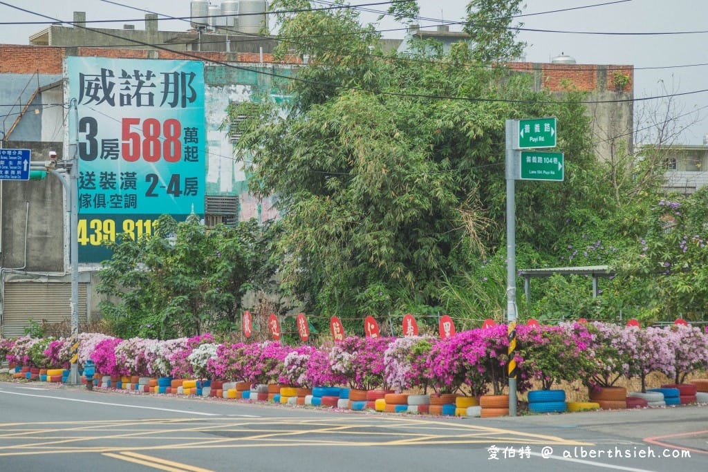 桃園中壢賞花．期間限定的美麗仁義里杜鵑花海瀑布