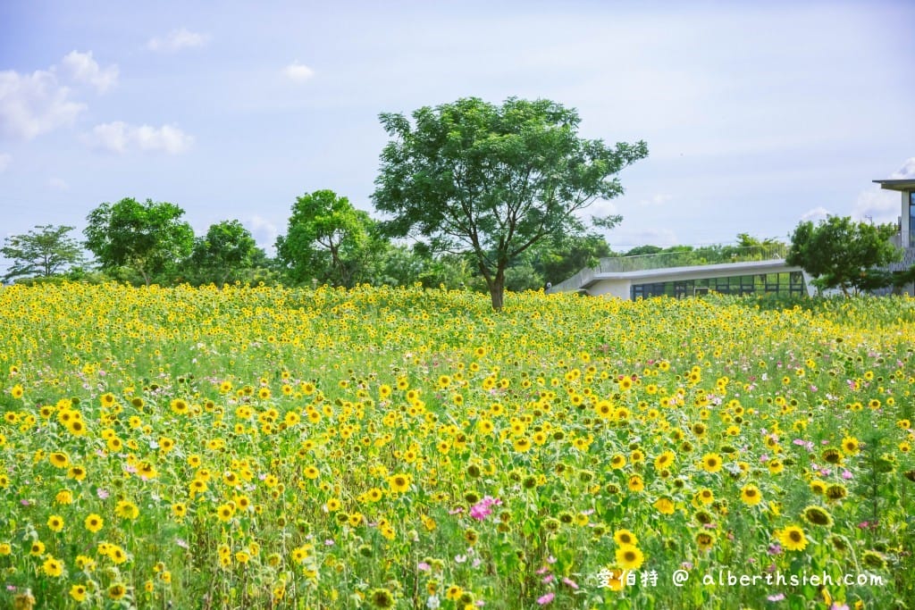 台中后里一日遊景點．后里環保公園（超壯觀的1.2公頃金黃向日葵花海）