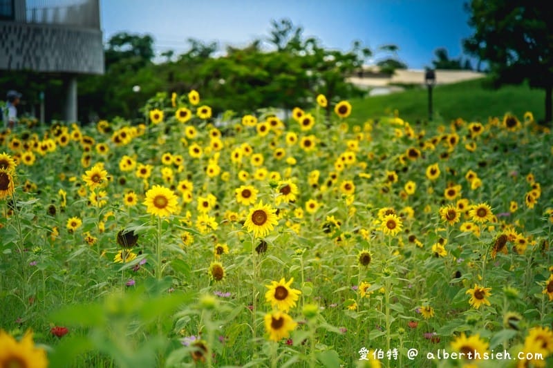 台中后里一日遊景點．后里環保公園（超壯觀的1.2公頃金黃向日葵花海）