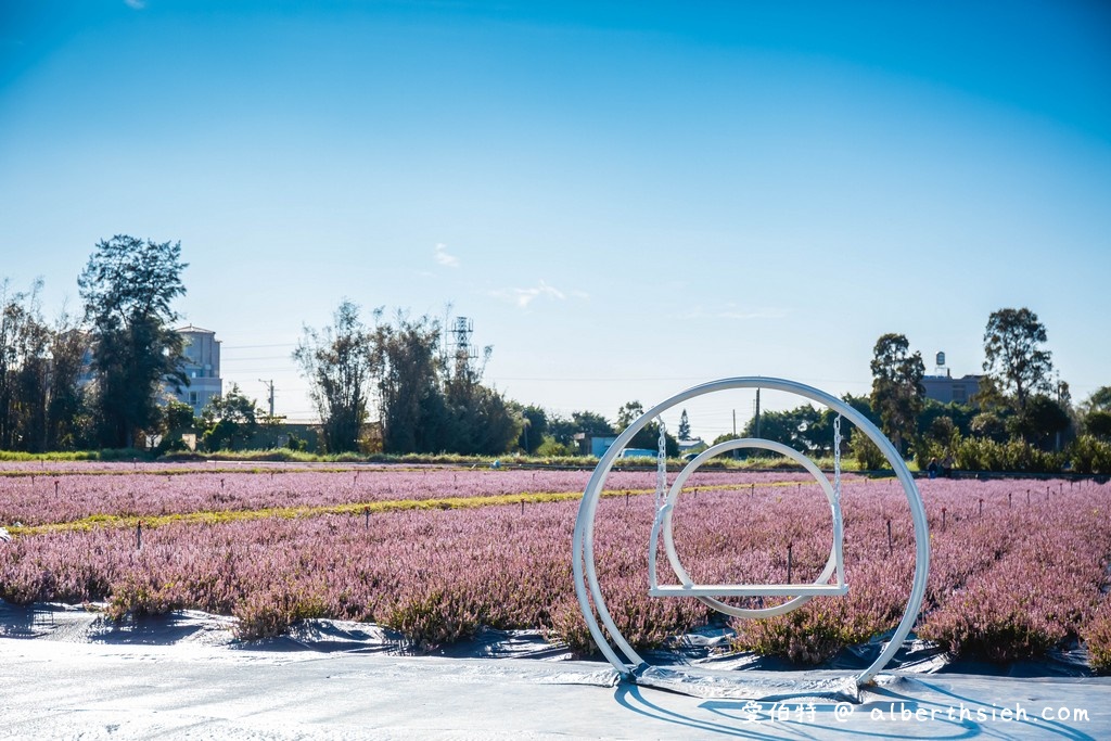 2021桃園仙草花節怎麼去？桃園版薰衣草花海/超美紫爆癒風仙境/交通交管/接駁車/停車位置） @愛伯特