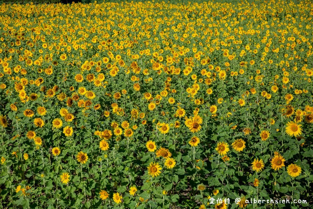 2021桃園仙草花節怎麼去？桃園版薰衣草花海/超美紫爆癒風仙境/交通交管/接駁車/停車位置） @愛伯特