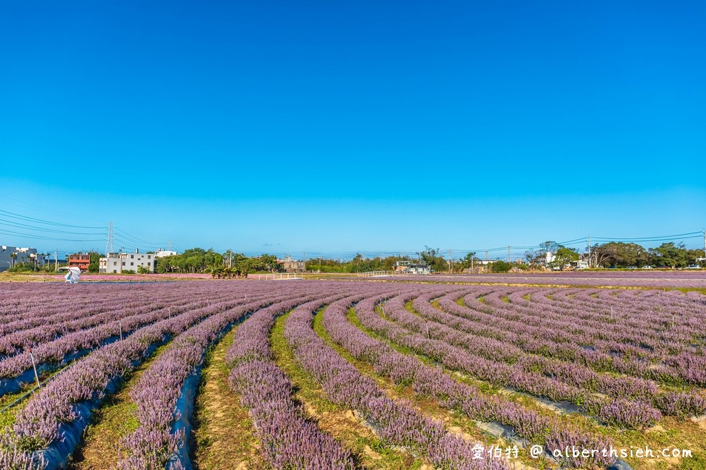 2021桃園仙草花節怎麼去？桃園版薰衣草花海/超美紫爆癒風仙境/交通交管/接駁車/停車位置） @愛伯特