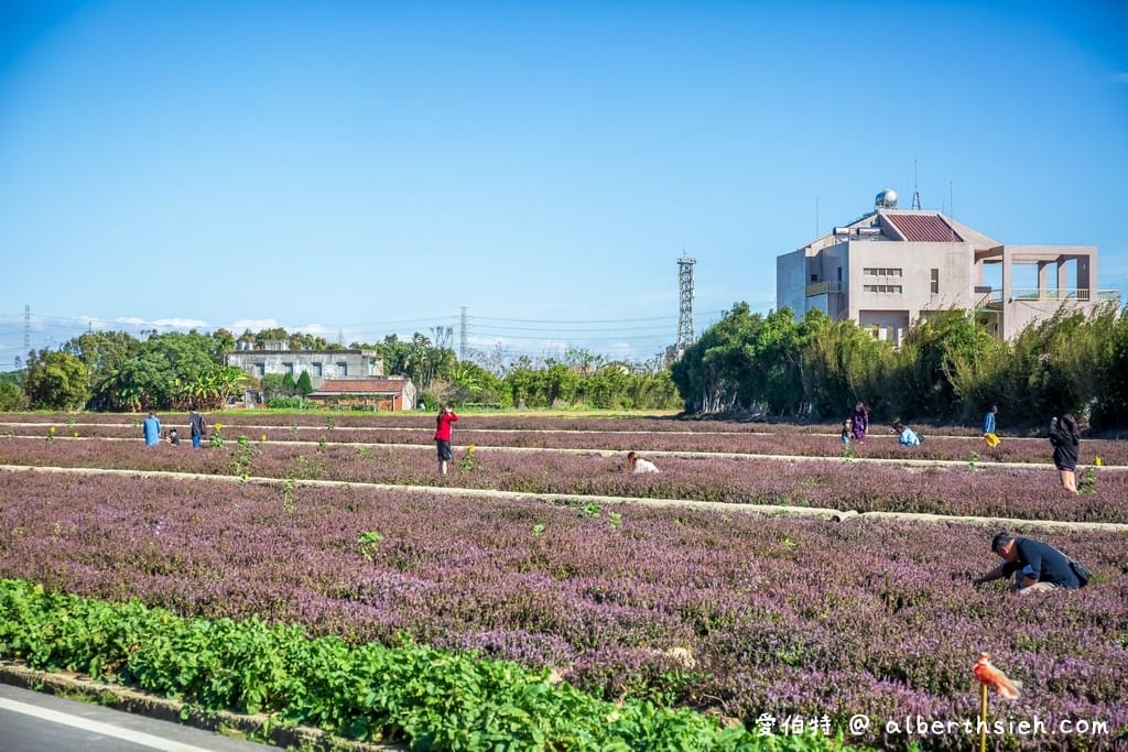 禾山田仙草花田．桃園新屋景點（除了楊梅這裡也可以一秒來到南法的美麗紫色花海）
