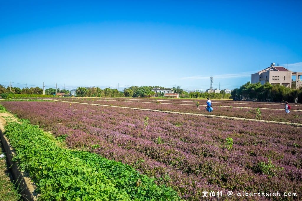 禾山田仙草花田．桃園新屋景點（除了楊梅這裡也可以一秒來到南法的美麗紫色花海）