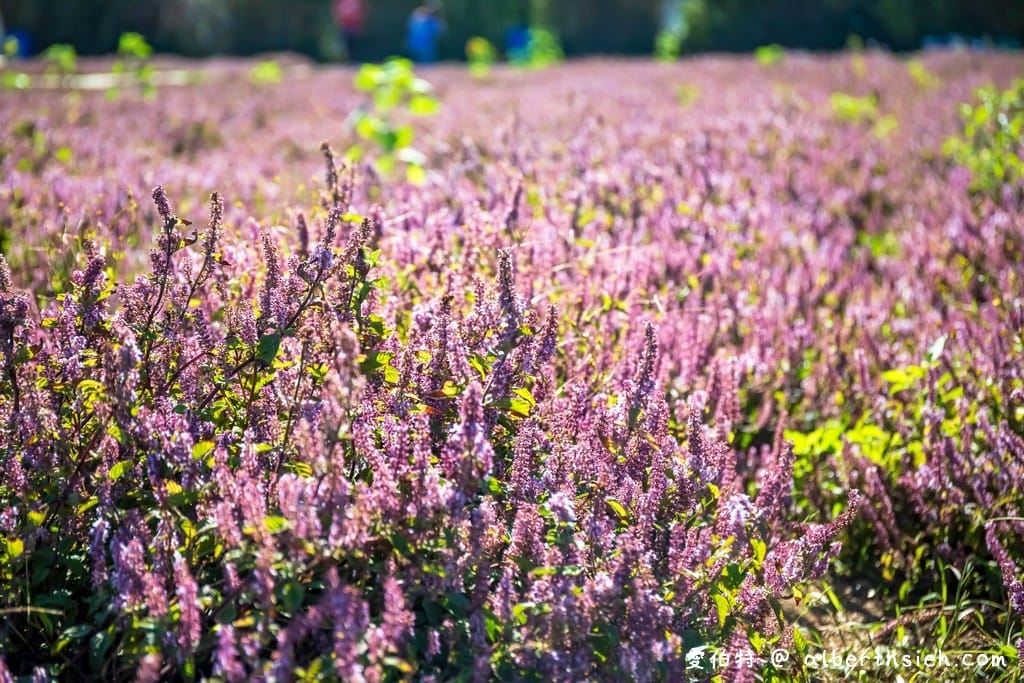 禾山田仙草花田．桃園新屋景點（除了楊梅這裡也可以一秒來到南法的美麗紫色花海）