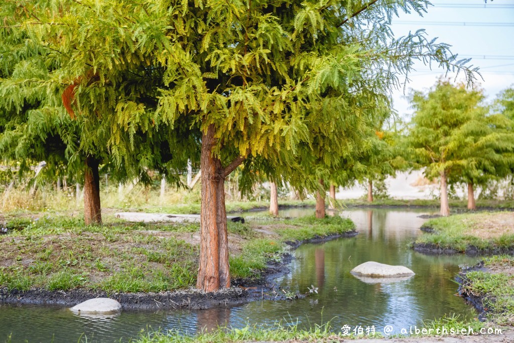 台中泰安落羽松．泰安羽粼落羽松（在哪裡/如何前往/停車位置/入園費用/美拍場景） @愛伯特