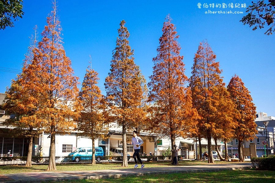 桃園落羽松推薦．玉山公園落羽松（桃園市區公園內的秋金黃冬褐紅林蔭大道） @愛伯特