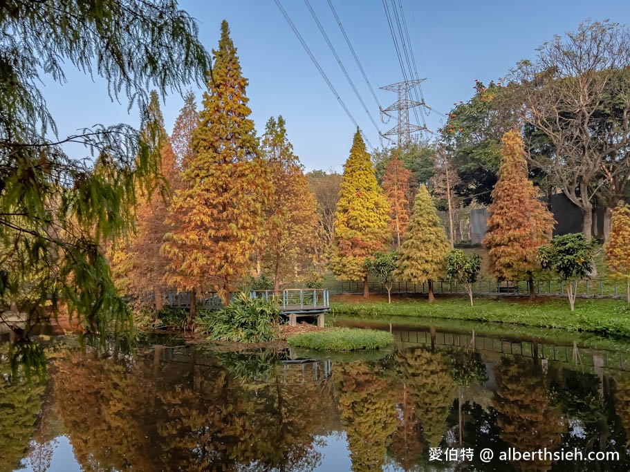 桃園落羽松．龜山長庚護理之家落羽松（長庚養生村，漫步於湖畔落羽松隧道，超美IG必拍打卡！） @愛伯特