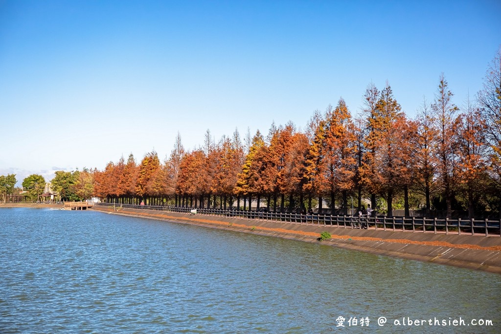 八德霄裡大池落羽松．桃園落羽松（埤塘環湖美景詩情畫意，輕鬆好走的落羽松步道） @愛伯特