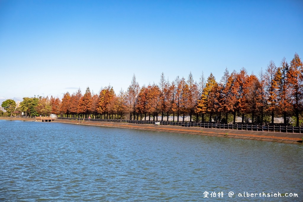 桃園落羽松．八德霄裡大池落羽松（埤塘環湖美景詩情畫意，有別於旁大溪南興落羽松森林） @愛伯特