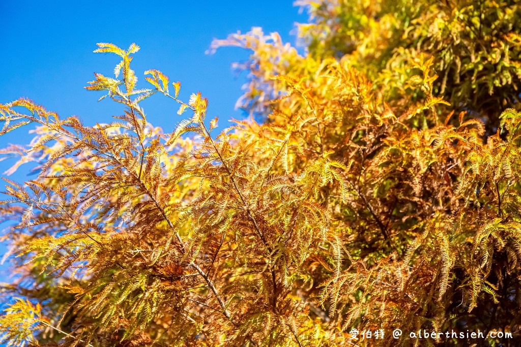 桃園落羽松．八德霄裡大池落羽松（埤塘環湖美景詩情畫意，有別於旁大溪南興落羽松森林） @愛伯特