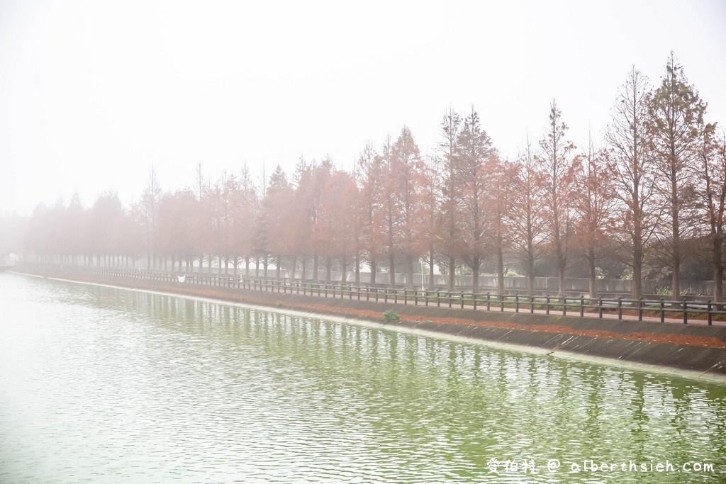 桃園落羽松．八德霄裡大池落羽松（埤塘環湖美景詩情畫意，有別於旁大溪南興落羽松森林） @愛伯特