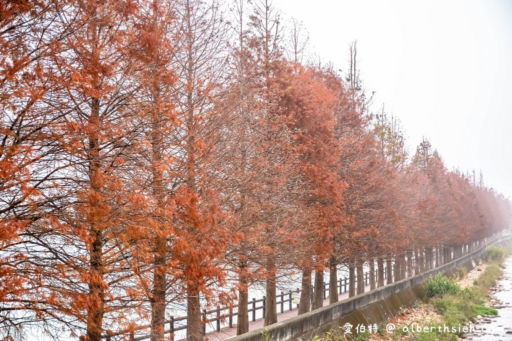 桃園落羽松哪裡有？八大景點懶人包（大溪落羽松大道/河濱公園/月眉濕地公園/八德落羽松森林/霄裡大池/玉山公園/楊梅/長庚護理之家） @愛伯特