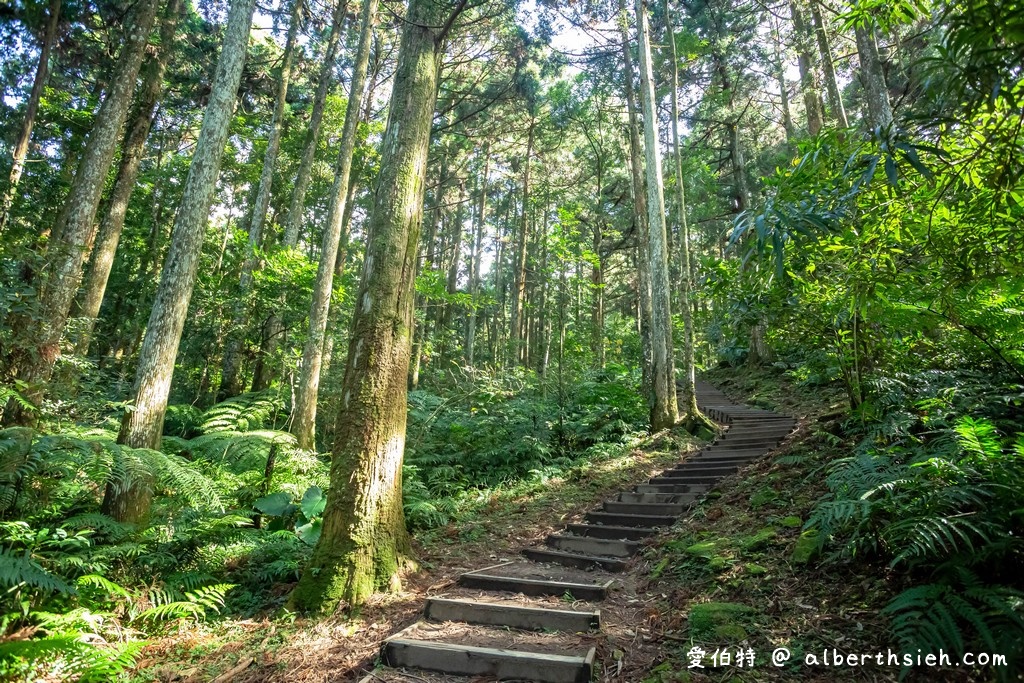 東眼山國家森林遊樂區．桃園復興景點（優惠門票、路線攻略、交通方式，自導式步道海拔1212公尺的台灣小百岳） @愛伯特