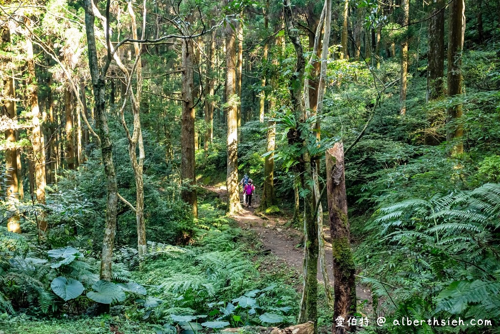 東眼山國家森林遊樂區．桃園復興景點（優惠門票、路線攻略、交通方式，自導式步道海拔1212公尺的台灣小百岳） @愛伯特