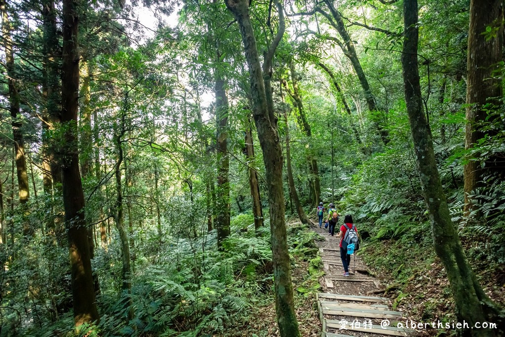 東眼山國家森林遊樂區．桃園復興景點（優惠門票、路線攻略、交通方式，自導式步道海拔1212公尺的台灣小百岳） @愛伯特