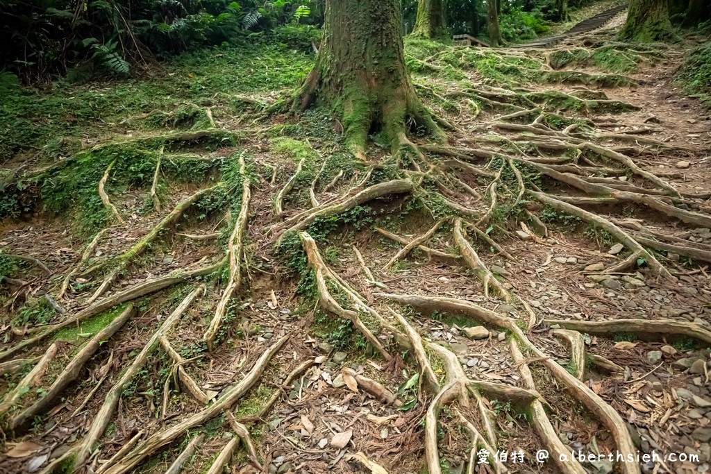 東眼山國家森林遊樂區．桃園復興景點（優惠門票、路線攻略、交通方式，自導式步道海拔1212公尺的台灣小百岳） @愛伯特