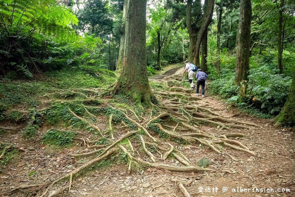 東眼山國家森林遊樂區．桃園復興景點（優惠門票、路線攻略、交通方式，自導式步道海拔1212公尺的台灣小百岳） @愛伯特