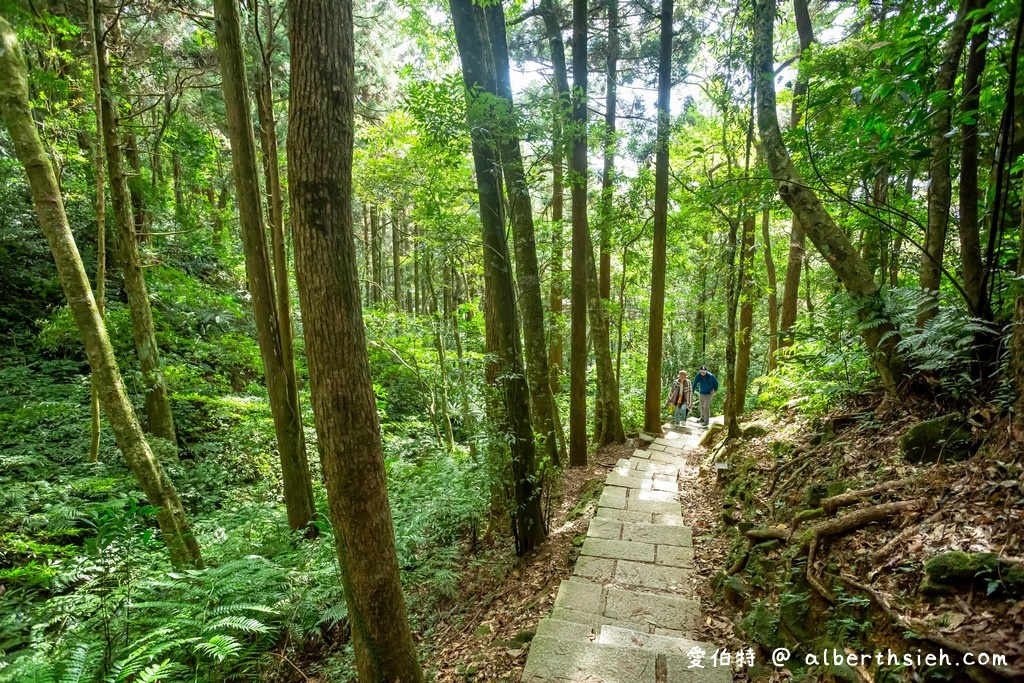 東眼山國家森林遊樂區．桃園復興景點（優惠門票、路線攻略、交通方式，自導式步道海拔1212公尺的台灣小百岳） @愛伯特