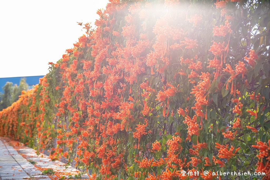 台中后里景點．后科路炮仗花（綿延數十公尺橘色花海，祝大家大橘大利） @愛伯特