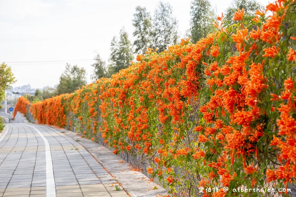 台中后里景點．后科路炮仗花（綿延數十公尺橘色花海，祝大家大橘大利） @愛伯特