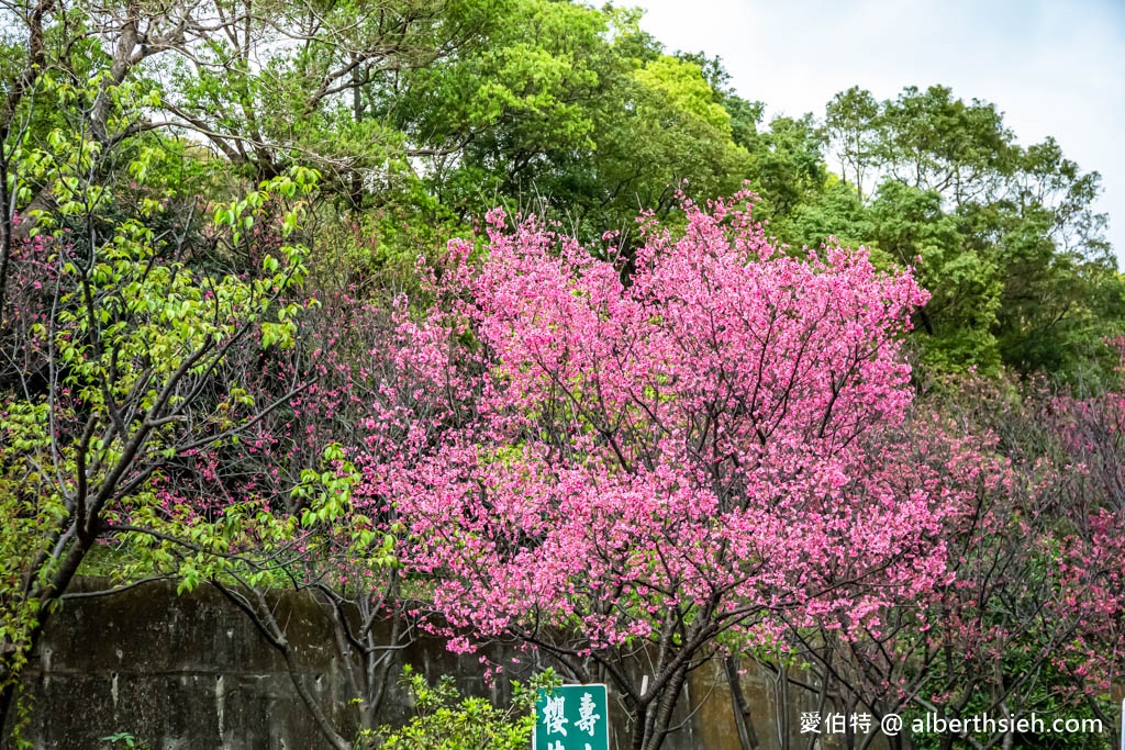 桃園賞櫻景點．壽山巖觀音寺櫻花（賞櫻花還可祈福拜拜一舉兩得） @愛伯特