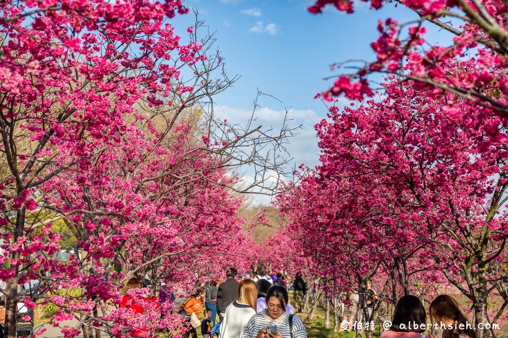 2021中科崴立櫻花公園．台中后里櫻花景點（千坪數百棵櫻花任你拍不用人擠人） @愛伯特