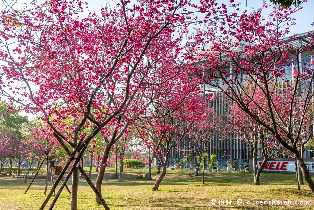 2021中科崴立櫻花公園．台中后里櫻花景點（千坪數百棵櫻花任你拍不用人擠人） @愛伯特