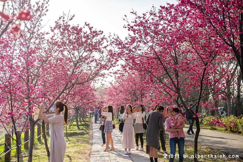 2021中科崴立櫻花公園．台中后里櫻花景點（千坪數百棵櫻花任你拍不用人擠人） @愛伯特