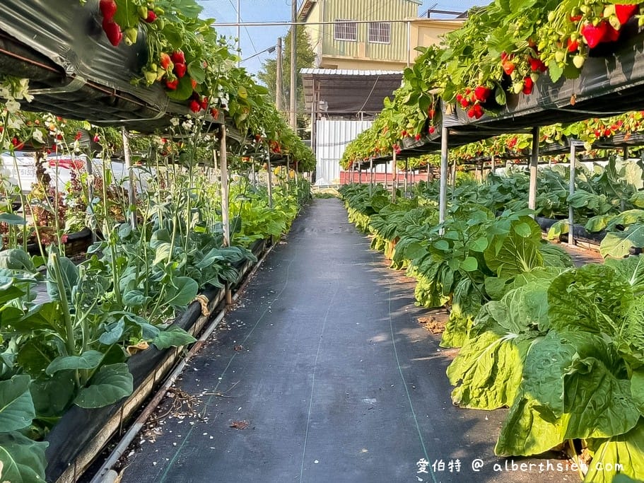 苗栗大湖採草莓．雙坑高架草莓園（台三線旁方便停車，又大又甜又好吃）(Aries遊記)