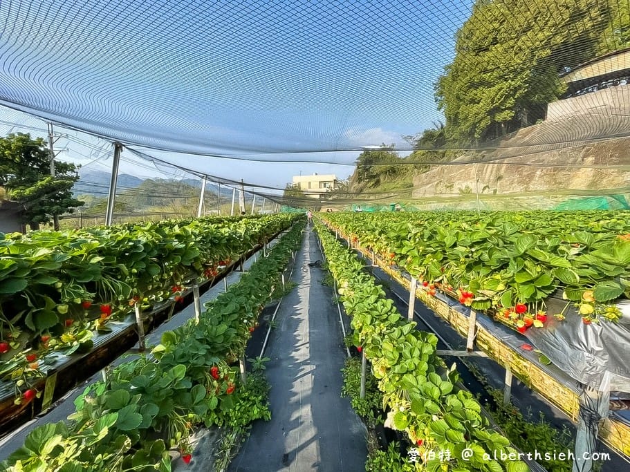 苗栗大湖採草莓．雙坑高架草莓園（台三線旁方便停車，又大又甜又好吃）(Aries遊記)