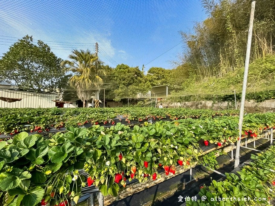 苗栗大湖採草莓．雙坑高架草莓園（台三線旁方便停車，又大又甜又好吃）(Aries遊記)