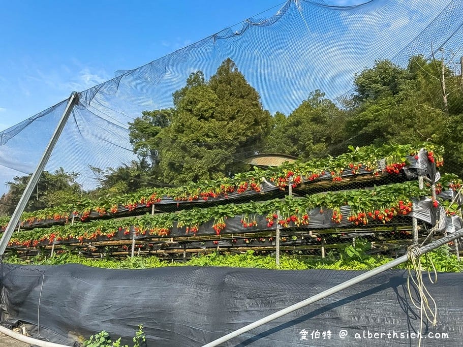 苗栗大湖採草莓．雙坑高架草莓園（台三線旁方便停車，又大又甜又好吃）(Aries遊記)