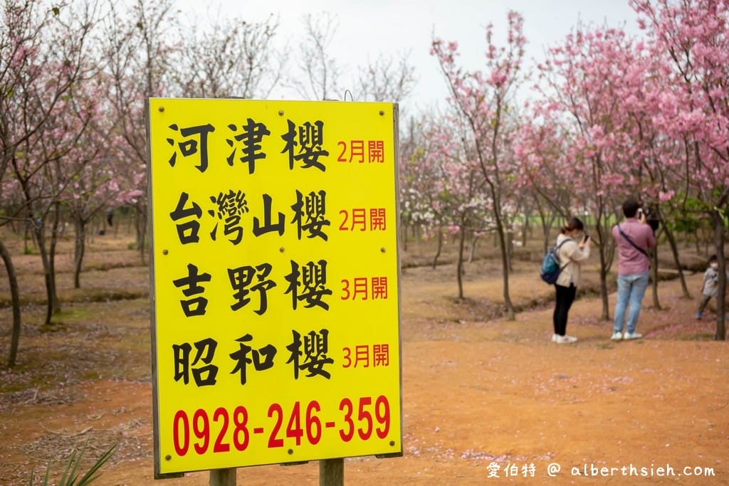 桃園平鎮櫻花．福龍路櫻花林（IG爆紅的超大片免費粉紅櫻花林）