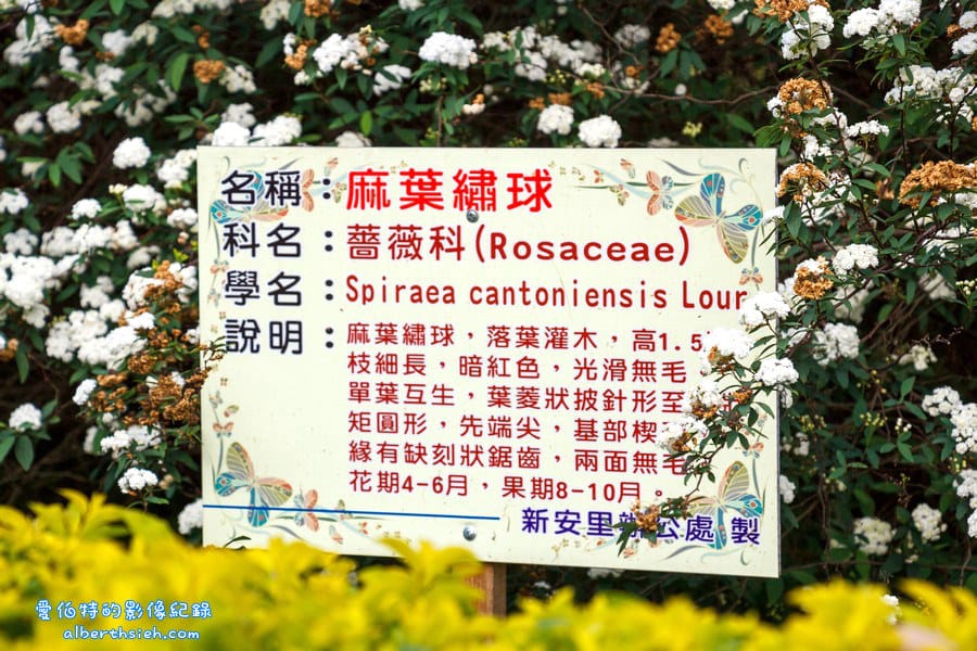 社子支渠流蘇步道．桃園平鎮景點（流蘇花&麻葉繡球四月雪景觀步道）