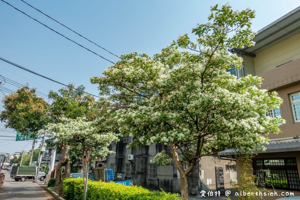 社子支渠流蘇步道．桃園平鎮景點（流蘇花&麻葉繡球四月雪景觀步道）