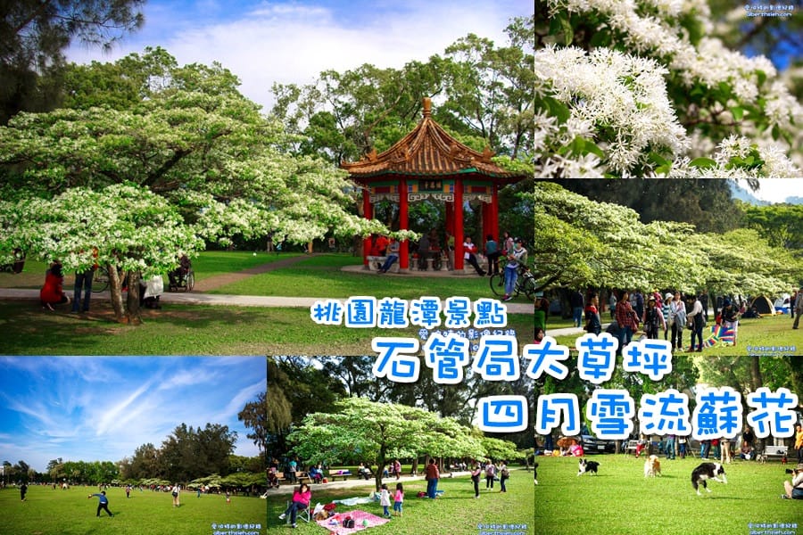 社子支渠流蘇步道．桃園平鎮景點（流蘇花&麻葉繡球四月雪景觀步道）