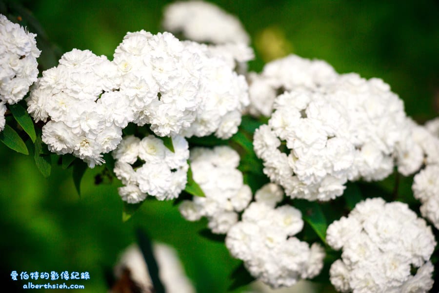社子支渠流蘇步道．桃園平鎮景點（流蘇花&麻葉繡球四月雪景觀步道）