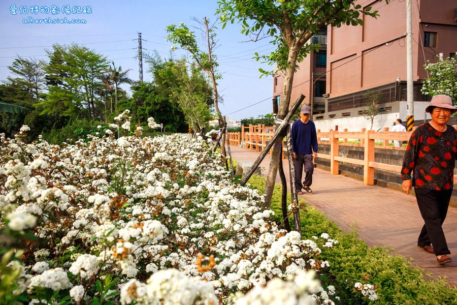 社子支渠流蘇步道．桃園平鎮景點（流蘇花&麻葉繡球四月雪景觀步道）