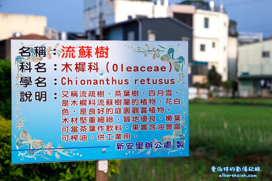 社子支渠流蘇步道．桃園平鎮景點（流蘇花&麻葉繡球四月雪景觀步道）