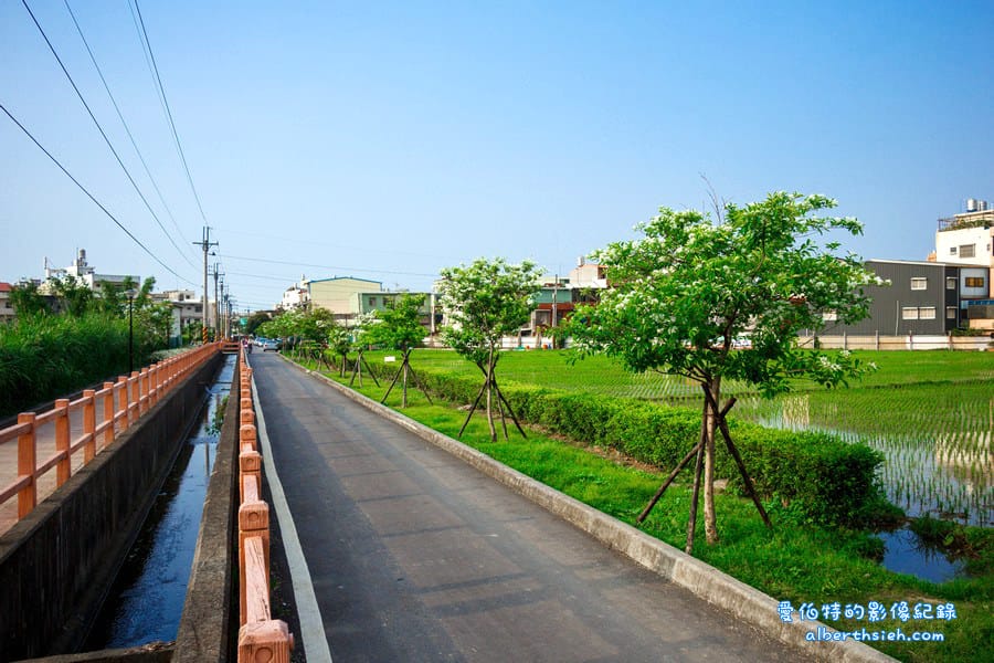 社子支渠流蘇步道．桃園平鎮景點（流蘇花&麻葉繡球四月雪景觀步道）