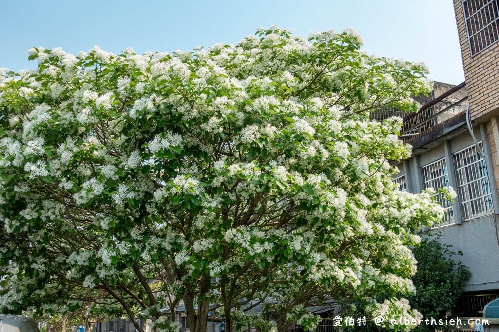 社子支渠流蘇步道．桃園平鎮景點（流蘇花&麻葉繡球四月雪景觀步道）